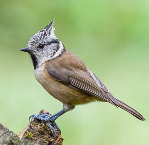 nichoir mésange pays-de-gex jardin oiseaux abeilles hôtel-à